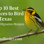 Best Places to Bird in Texas During April; TexasBirder.com