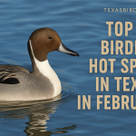 Best Places to Bird in Texas During Febuary; TexasBirder.com