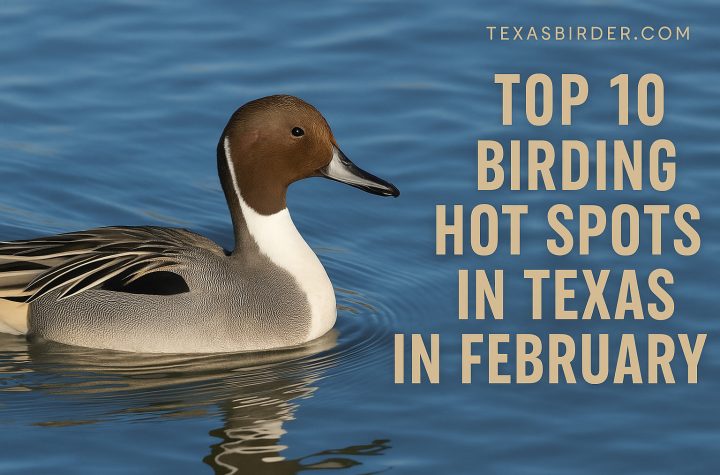 Best Places to Bird in Texas During Febuary; TexasBirder.com