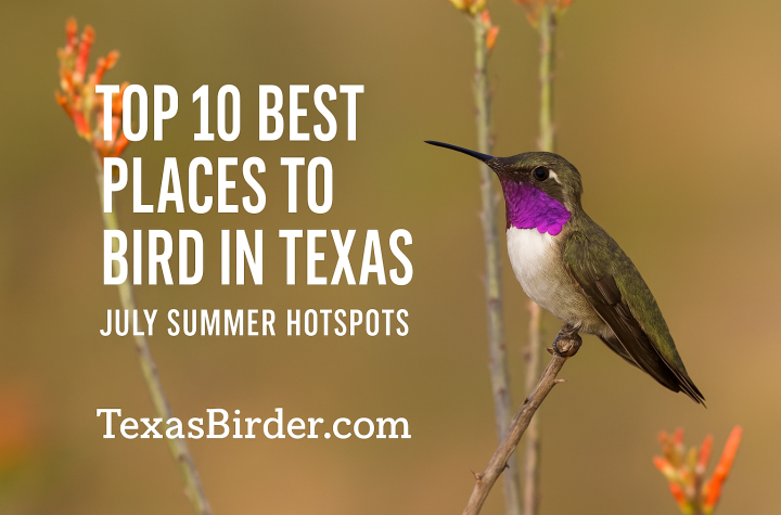 Best Places to Bird in Texas During July; TexasBirder.com