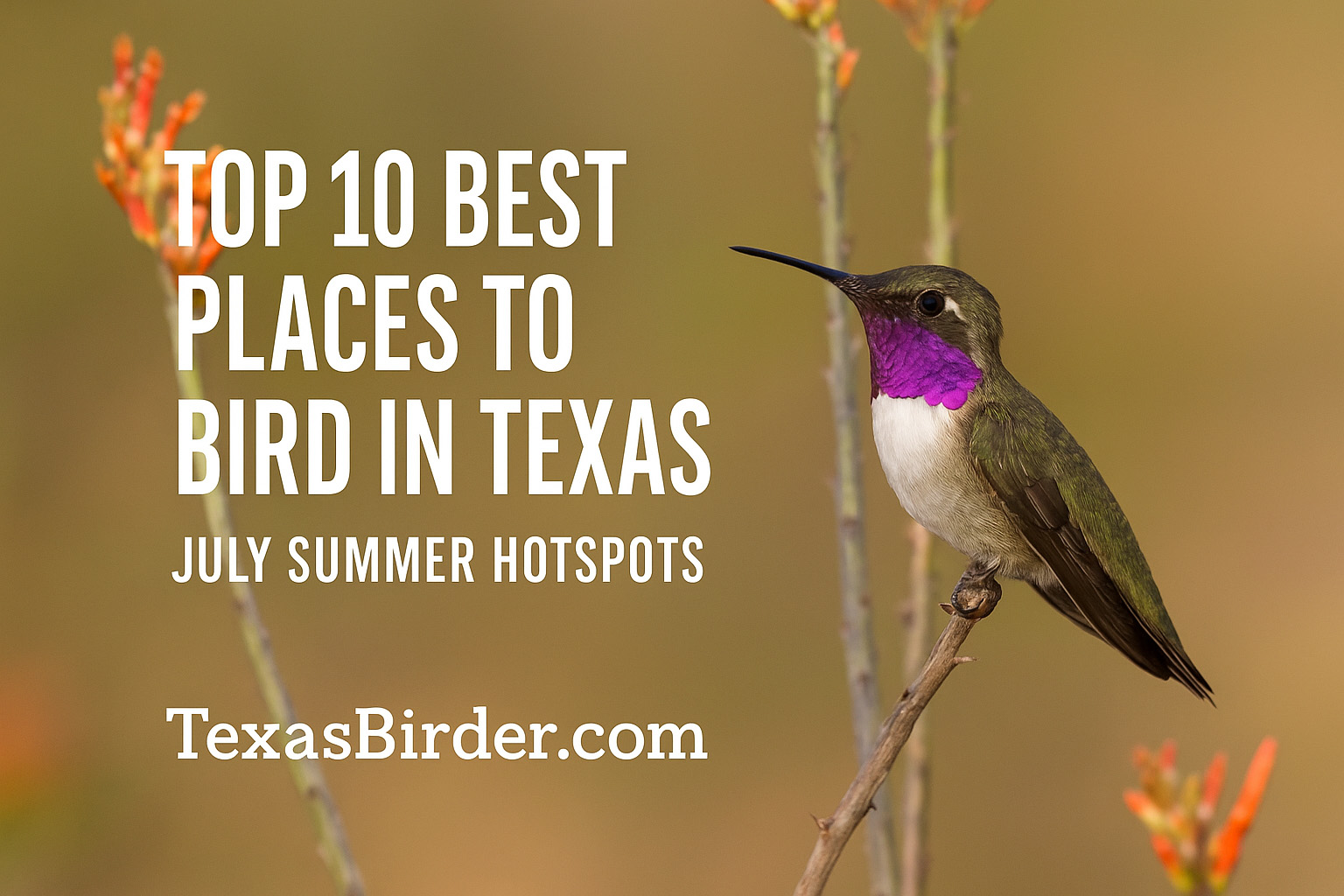 Top 10 Best Places to Bird in Texas During July 1 Best Places to Bird in Texas During July; TexasBirder.com