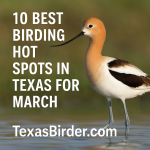 Best Places to Bird in Texas During March; TexasBirder.com