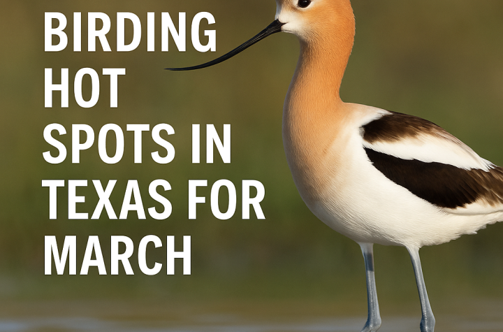 Best Places to Bird in Texas During March; TexasBirder.com