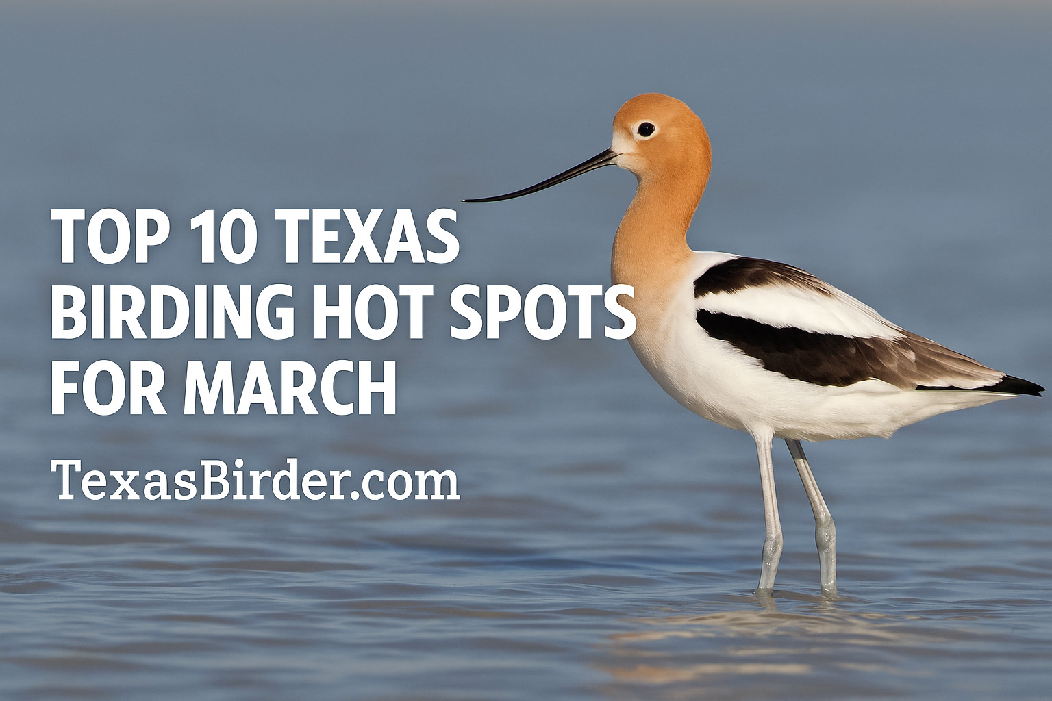 Best Places to Bird in Texas During March; TexasBirder.com