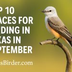 Top Ten Best Places to Bird in Texas During September