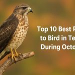 Best Places to Bird in Texas in October: TexasBirder.com