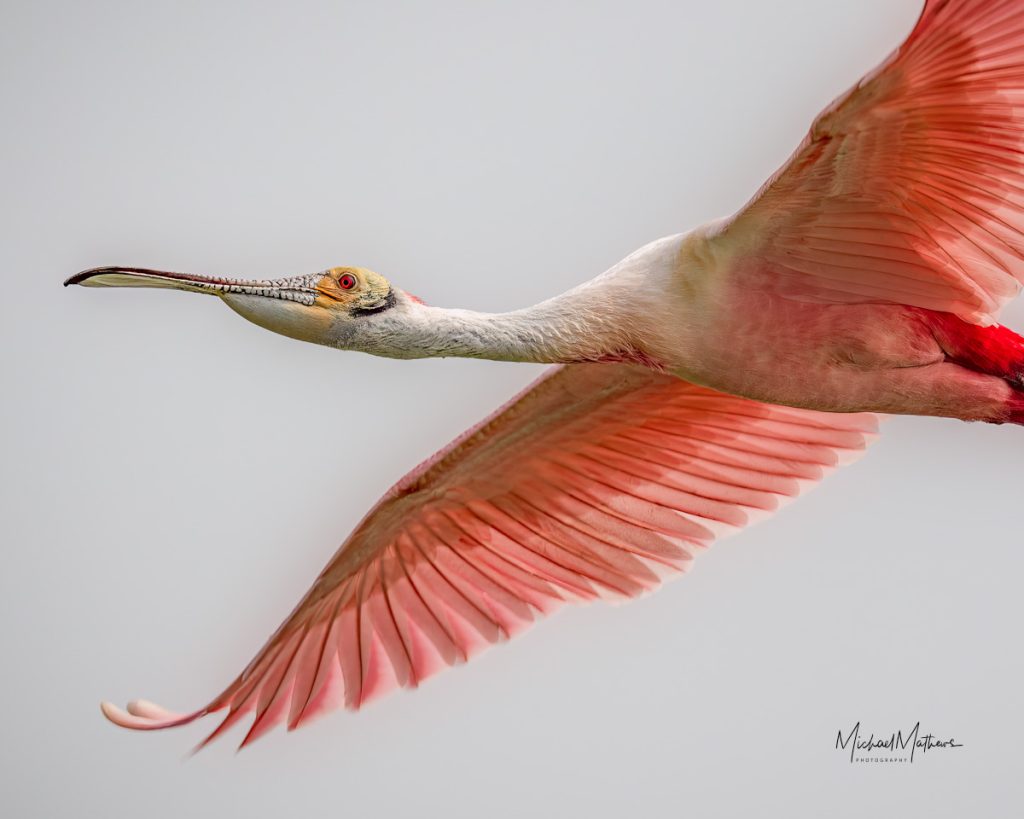 Roseate Spoonbill in flight; Smith Oaks in High Island; Spring migration