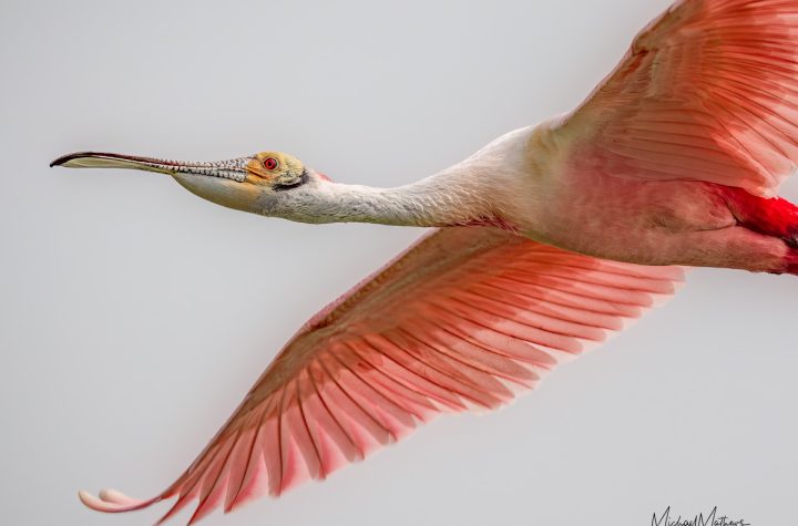 Roseate Spoonbill in flight; Smith Oaks in High Island; Spring migration