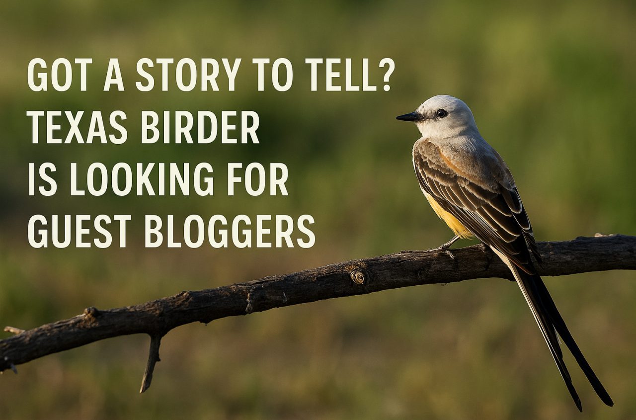 Texas Birder is looking for bloggers