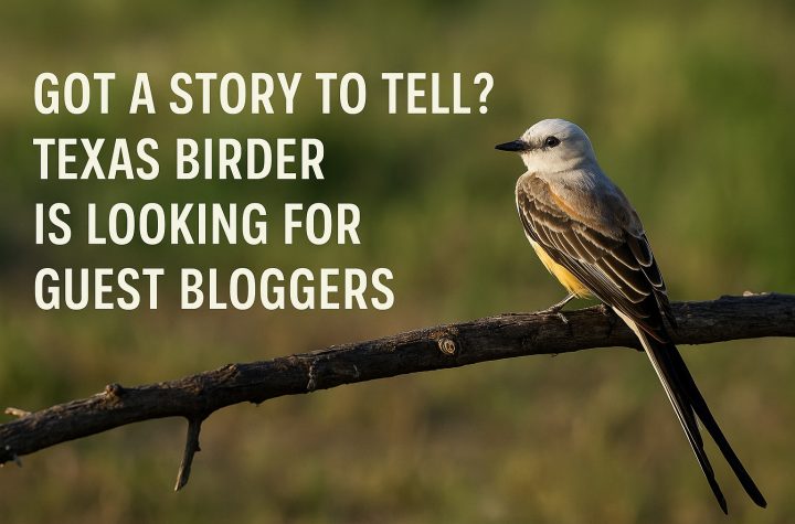 Texas Birder is looking for bloggers