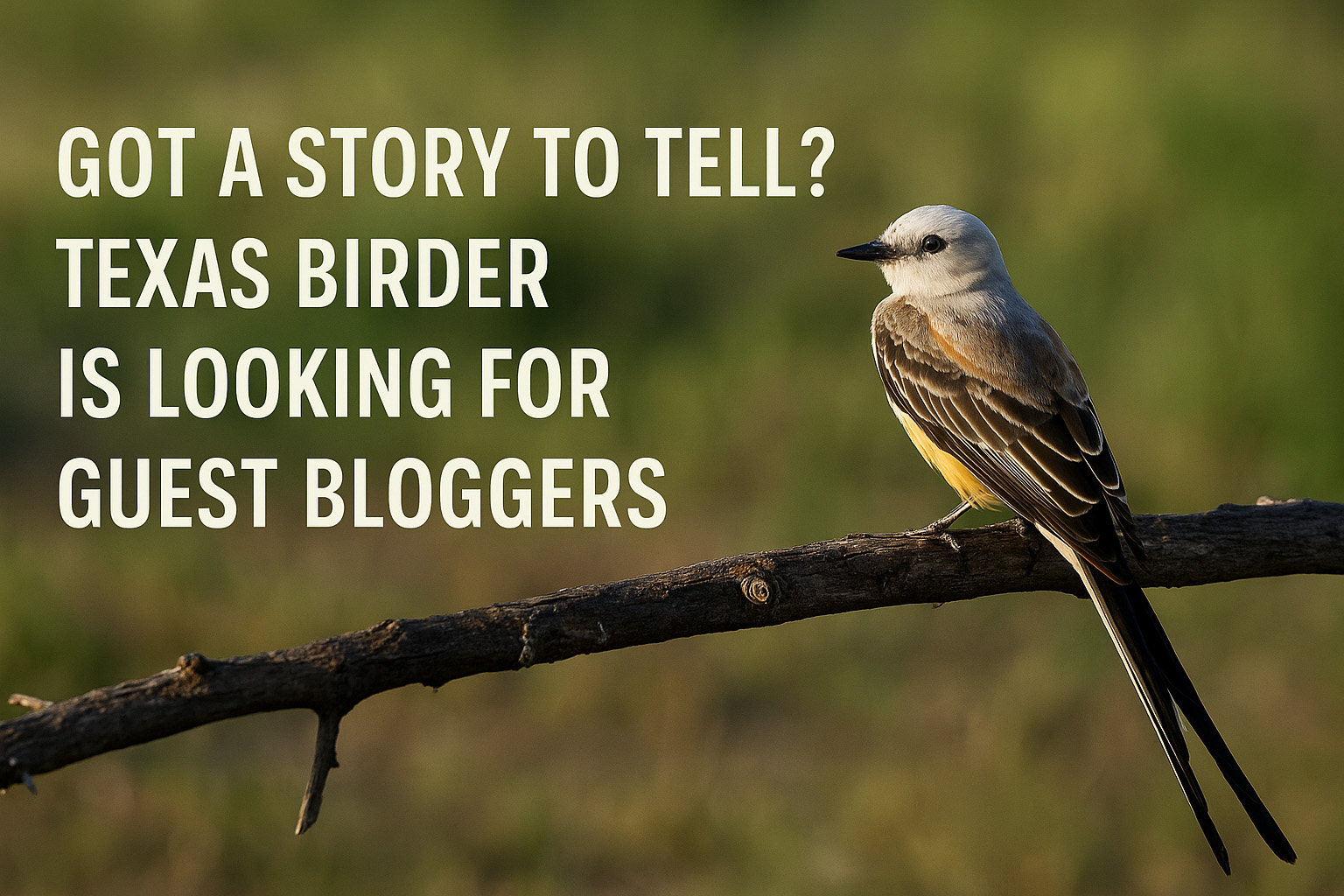 Beginner or Expert, Your Texas Birding Experience Matters—Write for Texas Birder 6 Texas Birder is looking for bloggers
