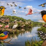 Plan the Perfect High Island Birding Trip: eBird Tips, Weather Strategy & Must-Visit Sanctuaries