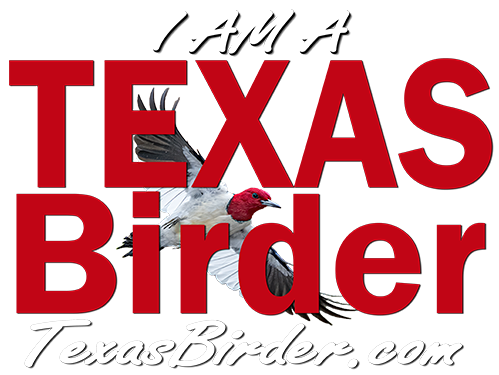 Texas Birder, Texas Bird IDs, Birding Blogs, Birding Trips,