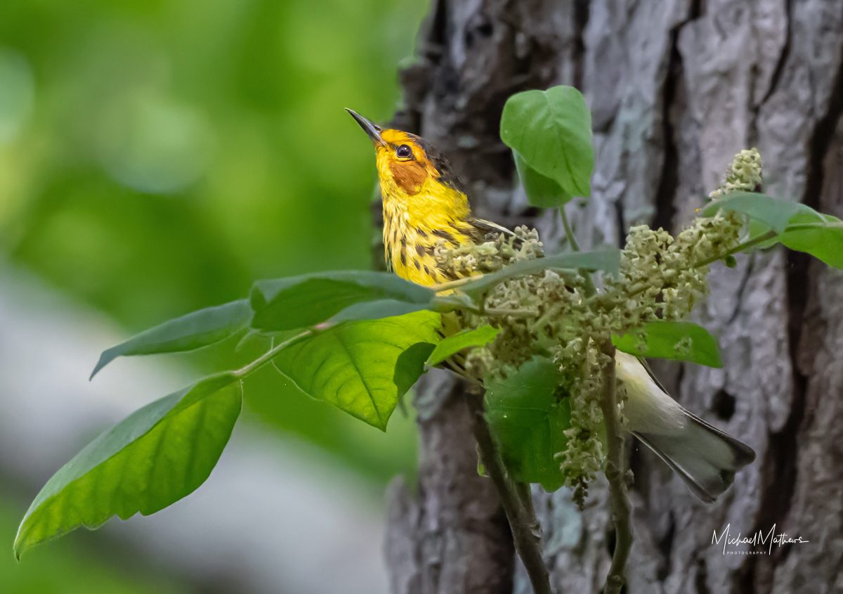 Spring migration at Sabine Woods, Cape May Warbler, Michael Mathews photography, Texas Birder