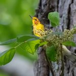 Spring migration at Sabine Woods, Cape May Warbler, Michael Mathews photography, Texas Birder