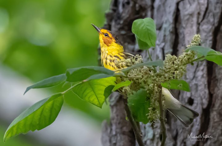 Spring migration at Sabine Woods, Cape May Warbler, Michael Mathews photography, Texas Birder