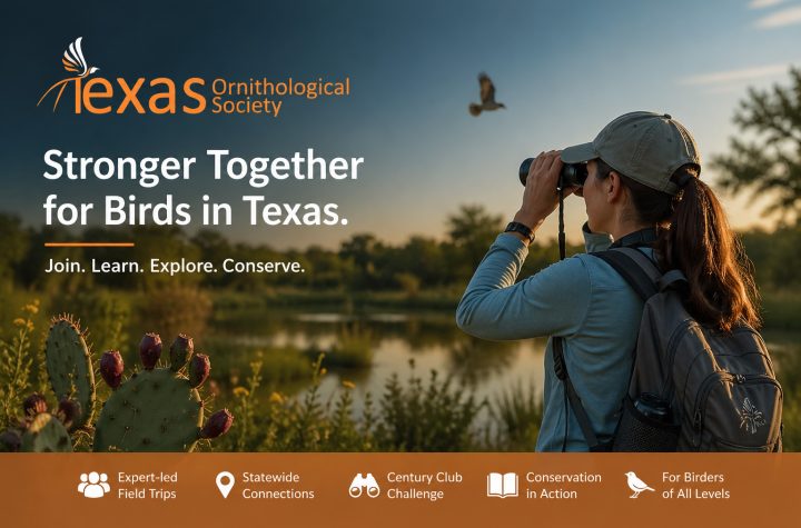 Join Texas Ornithological Society, Texas Birder,