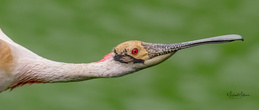 Randall Patterson Photography, Smith Oaks Rookery, Michael Mathews at Texas Birder