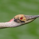 The Day My Bird Photography Grew Wings