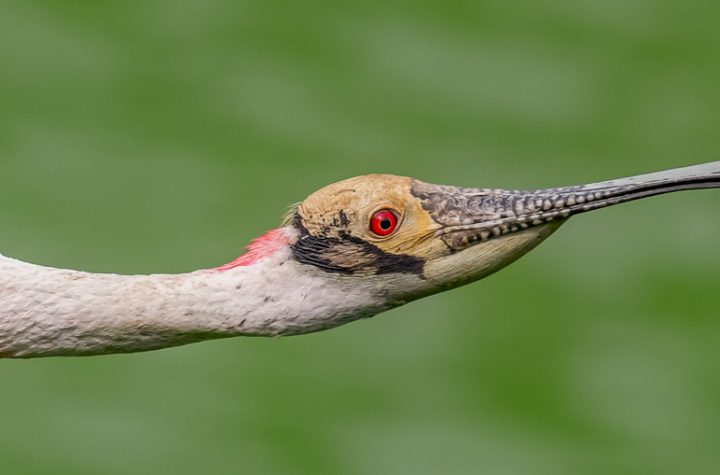 Randall Patterson Photography, Smith Oaks Rookery, Michael Mathews at Texas Birder