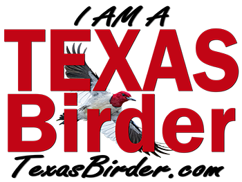 Texas Birder, Texas Bird IDs, Birding Blogs, Birding Trips,
