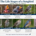 Bird stages of life; Nestlings to adults; names of baby birds, Texas Birder