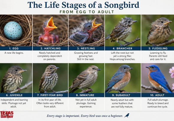 Bird stages of life; Nestlings to adults; names of baby birds, Texas Birder