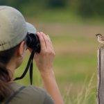 Beginning Birders, BirdNerds, Texas Birder Blog for new birders